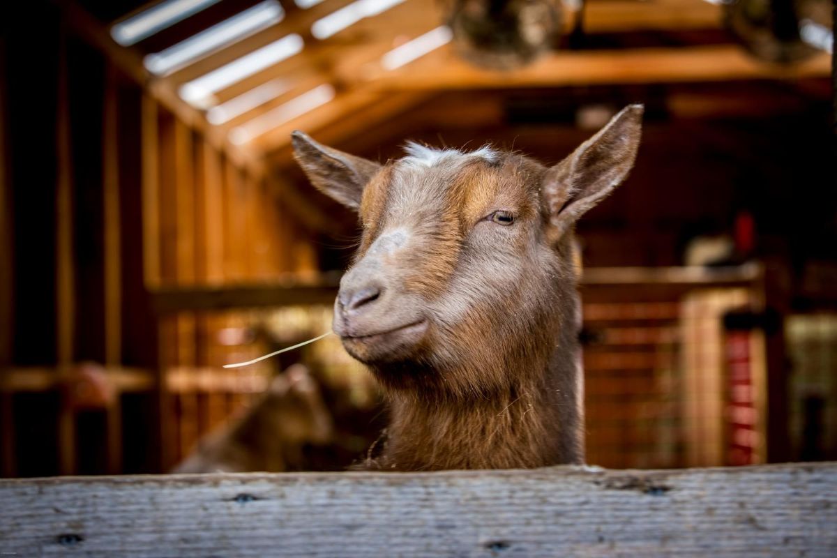Goat chews grass in barn