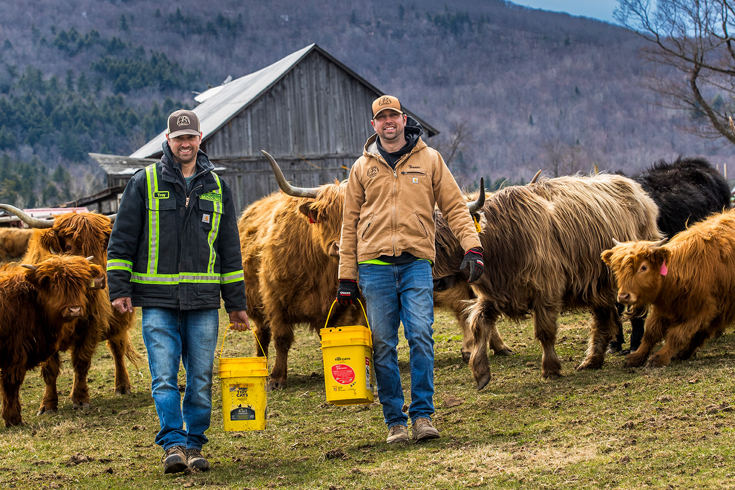 Farmers carry buckets in front of cattle